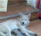 Изображение в Домашние животные Найденные Найдена собачка. Мальчик,   окрас серенький, в Твери 0