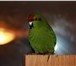 Фото в Домашние животные Птички Продаю ручного попугая Какарика (девочка) в Калуге 4 300