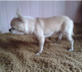 Фотография в Домашние животные Вязка собак Кобель 3 года, окрас кремовый ,2300 кг, с в Иваново 3 500
