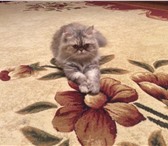 Фотография в Домашние животные Вязка Кошка персидская! Ищет кота. в Нижнем Новгороде 0