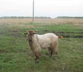 Фотография в Домашние животные Другие животные продам козла альпийской породы 2.5 года, в Новосибирске 10 000