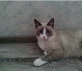 Foto в Домашние животные Вязка Живет с кастрированным котом поэтому встречи в Тюмени 0