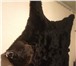 Изображение в Мебель и интерьер Разное продам шкуру бурого медведя, сделана ковром, в Красноярске 100 000