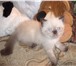 Чудесный котик-экзотик шоколад-пойнт 2522134 Экзотическая короткошерстная фото в Санкт-Петербурге