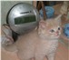 Изображение в Домашние животные Отдам даром Пушистый котенок персикового цвета (мальчик) в Тамбове 5