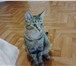 Изображение в Домашние животные Отдам даром котенок мальчик 5 месяцевкошка 1,5 года не в Казани 0