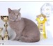 Фото в Домашние животные Вязка Британский короткошерстный кот BRUCE GOLD в Москве 3 000
