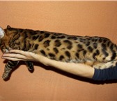 Изображение в Домашние животные Вязка Крупный развязанный кот с окрасом крупная в Челябинске 4 000