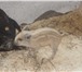 Фотография в Домашние животные Другие животные Данная порода не прихотлива и имеет ряд достоинств. в Иваново 10 000