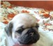 Продаются щенки замечательной породы мопса, очень милые и красивые, возраст 1, 2 месяца, берете п 66867  фото в Череповецке