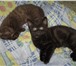 Страйты (ушки прямые) с документами, приучены к лотку, все котята очень ласковы, что редкость дл 68794  фото в Омске