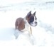 Фото в Домашние животные Вязка собак Красивый немецкий боксер Алмадинакс Цейлонт в Красноярске 1 000
