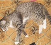 Foto в Домашние животные Потерянные Потерялся кот (мальчик) в р-не ул. Крутикова в Кургане 500