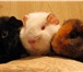 Фото в Домашние животные Грызуны Продаются три замечательные морские свинки в Калининграде 2 000