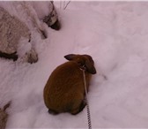 Foto в Домашние животные Грызуны продам декоративного кролика рыже серого в Магнитогорске 1 000