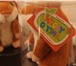 Фото в Для детей Детские игрушки Срочная бесплатная доставка! Тестирование в Санкт-Петербурге 990
