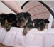 Продаются элитные щенки йоркширского терьера: три девочки Малышки очень милые, ласковые, веселые 64915  фото в Сыктывкаре