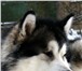 Аляскинский Маламут, щенки,  Для любителей величественных собак крайнего севера: щенки аляскинског 64742  фото в Москве