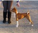 Фото в Домашние животные Вязка собак Очаровательный кобель басенджи, красивого в Туле 10 000