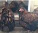 Фотография в Домашние животные Птички Продаю кур и цыплят разных возрастов до 1 в Москве 500
