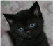 Чёрная кошка 1416165 Домашняя кошка фото в Москве