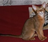 Питомник предлагает абиссинских котят от привезенных чемпионов, выставочный тип, царственно граци 69488  фото в Москве