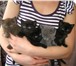 Продаются британские котята черного и голубого окраса 165857  фото в Москве