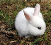 Фотография в Домашние животные Разное отдам кролика в хорошие руки ласкова игрива в Кунгур 10