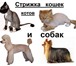 Фотография в Домашние животные Услуги для животных Стрижка кошек, котов и собак на дому у клиента в Москве 1 500