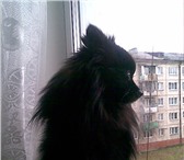 Изображение в Домашние животные Вязка собак кобель черного немецкого шпица ищет невесту. в Иркутске 3 000