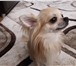 Foto в Домашние животные Вязка собак Кобель чихуахуа для вязка. Возраст 2 года. в Старом Осколе 0