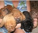 Продам щенков шарпея, возраст 1, 5 месяца, с родословной, Красивые, умненькие, приученые к горш 67315  фото в Нижнем Новгороде