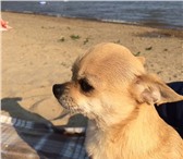 Фото в Домашние животные Вязка собак Чихуахуа кобель ищет невесту для вязкиИмеется в Новосибирске 0