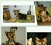 Фотография в Домашние животные Услуги для животных Стрижка кошек и собак с выездом на дом или в Анапе 900