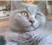 Питомник предлагает британских котят голубого окраса, Возраст котят 2, 5 месяца, Котята крупные, зд 69028  фото в Москве