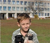 Продаются щенки мопса бежевого и черного окраса, с очень титулованной родословной, красивые, пр 68165  фото в Ростове-на-Дону