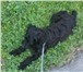 Изображение в Домашние животные Вязка собак Английский кокер спаниэль кобель возраст в Томске 0
