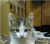 СРОЧНО отдам котенка в хорошие руки! котенку 2 месяца, девочка, не породистая, окрас трехцветный(б 69172  фото в Тюмени