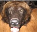 Изображение в Хобби и увлечения Охота Продам выделанную, подшитую шкуру медведя. в Новокузнецке 85 000