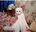 Фотография в Домашние животные Вязка Требуется кот на вязку для Шотландской кошки в Ярославле 0