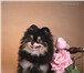 Изображение в Домашние животные Вязка собак миниатюрный померанский шпиц кобель для вязки, в Москве 3 000