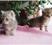 Фотография в  Отдам даром-приму в дар В добрые руки три котенка необыкновенной в Гатчина 0