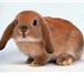 Foto в Домашние животные Грызуны Питомник  Рождественский кролик  предлагает в Оренбурге 1 000