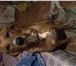 Изображение в Домашние животные Услуги для животных Условия: Передержка находится в 2-хкомнатной в Москве 400