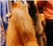Изображение в Одежда и обувь Женская одежда продаю мех лисы рыжей    60 75см   10 20см в Санкт-Петербурге 1 800