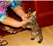 Продаются котята оцелота из питомника, 2439711 Экзотическая короткошерстная фото в Санкт-Петербурге