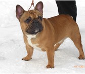Фотография в Домашние животные Вязка собак На вязку предлагаю кобеля французского бульдога в Москве 10 000