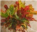 Фотография в Домашние животные Растения Растения – деревца : комнатные ( тропические в Магнитогорске 100
