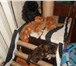 Фото в Домашние животные Вязка Опытный кот породы мейн-кун приглашает на в Пензе 10 000