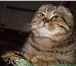 Foto в Домашние животные Вязка Галантный, воспитанный вислоухий мраморный в Истра 2 500